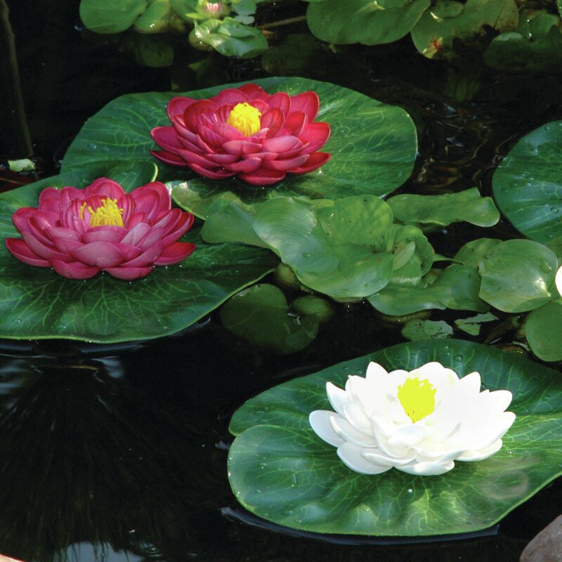 lily pad float sam's club